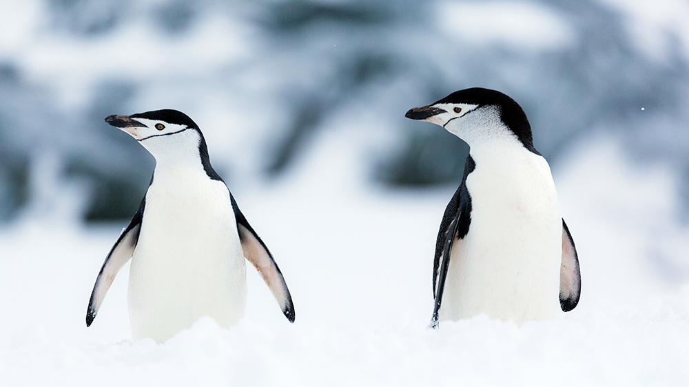 antarctica photo tour polar latitudes