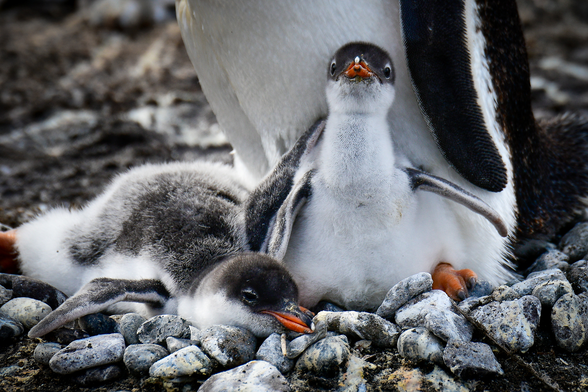 antarctica photo tour polar latitudes
