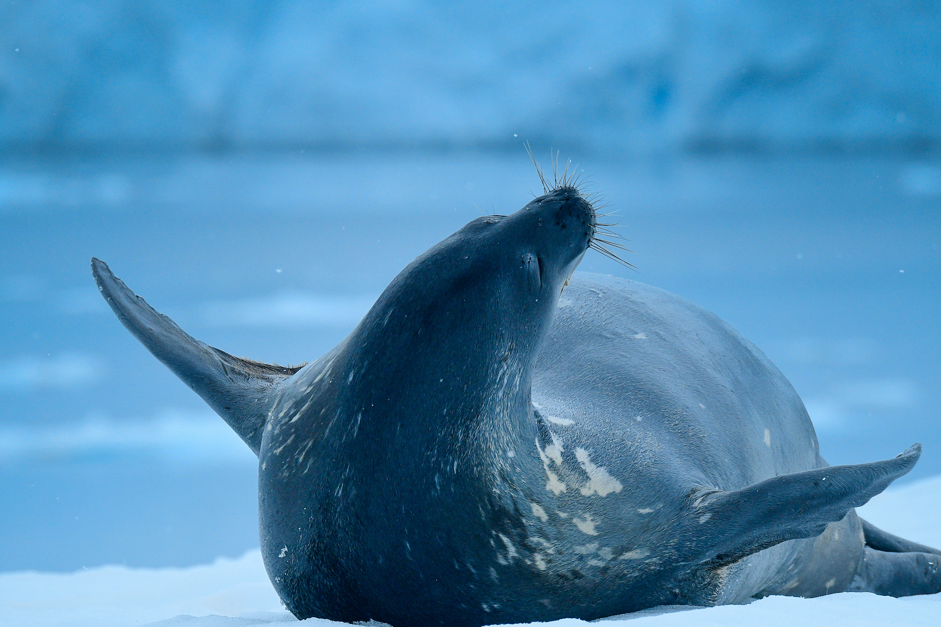 antarctica photo tour polar latitudes