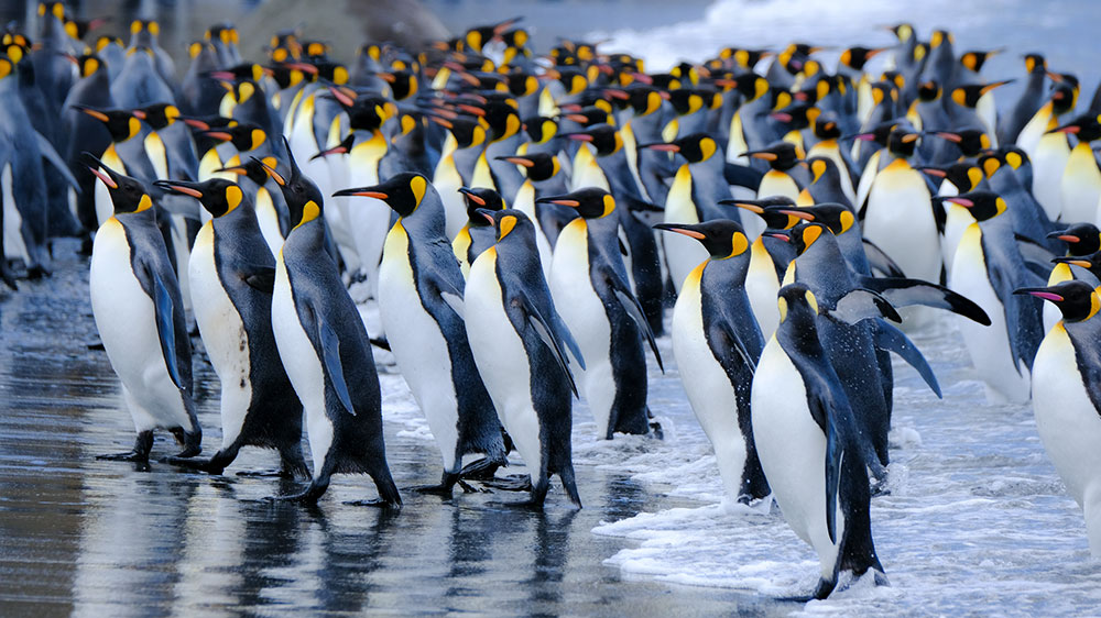 antarctica photo tour polar latitudes