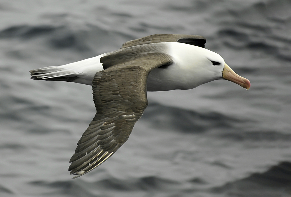 antarctica photo tour polar latitudes